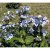Hydrangea serrata Bluebird, Purpurhortensia