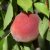 Prunus persica Frost