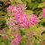 Spiraea japonica Froebelii