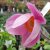 Anemone hupehensis Splendens