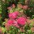 Spiraea japonica Sapho