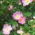 Rosa canina dumalis Västeråker E