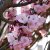 Prunus Accolade, Vårkörsbär