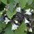 Weigela Black And White