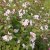 Rosendeutzia