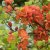 Chaenomeles japonica Fk Motala E, Liten Rosenkvitten, busk C3,5