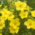 Dasiphora fruticosa Fridhem E, Ölandstok, busk C3,5