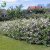 Malus toringo var. sargentii Eskilstuna E, Bukettapel, busk C3,5