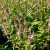 Bistorta amplexicaulis Rosea