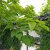 Catalpa bignonioides