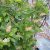 Clethra alnifolia, Konvaljbuske, 40-50 co