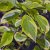 Cornus alba Cream Cracker ® / Bailhalo, Rysk Kornell, busk C3,5