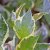 Cornus alba Cream Cracker ® / Bailhalo, Rysk Kornell, busk C3,5