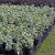 Cornus alba Elegantissima, Rysk Kornell, busk C3,5