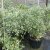 Cornus sericea White Gold