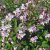 Rosendeutzia