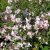 Rosendeutzia