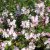 Rosendeutzia
