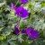 Geranium Tiny Monster