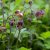 Geum rivale, Humleblomster