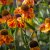 Helenium aut. hybr. Sahin´s Early Flowerer, Trädgårdssolbrud, SQ1