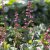 Heuchera hybr. Paris ®, Alunrot