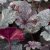 Heuchera hybr. Plum Pudding