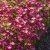 Saxifraga arendsii Peter Pan