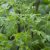 Tanacetum parthenium, Mattram