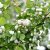Malus Madonna