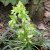Helleborus orientalis