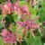 Lonicera x heckrottii Goldflame