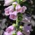 Digitalis purpurea