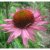 Echinacea purpurea Ruby Giant