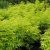 Sambucus racemosa Sutherland Gold, Druvfläder, 50-60 C6