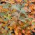 Sorbus mougeotii