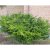 Taxus x media Farmen, Hybrididegran, 40-50 C3,5