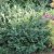 Taxus x media Farmen, Hybrididegran, 40-50 C3,5