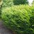 Taxus x media Farmen, Hybrididegran, 40-50 C3,5