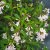 Weigela White Knight
