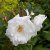 rugosa Marie Bugnet, Kanadensisk Buskros, C4