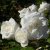 rugosa Marie Bugnet, Kanadensisk Buskros, C4