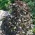 Fagus sylvatica Purpurea Pendula, Hängblodbok