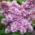 Syringa vulgaris Prince Wolkonsky, Ädelsyren, 40-50 C3