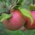 Höstäpple, Amorosa E (Röd Aroma), Låg Stam, stam B9 C10