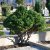 Chamaecyparis lawsoniana Minima Glauca