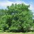 Juglans ailantifolia Fk Björkdal