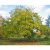 Juglans ailantifolia Fk Björkdal