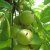 Juglans ailantifolia Fk Björkdal
