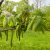 Juglans ailantifolia Fk Björkdal